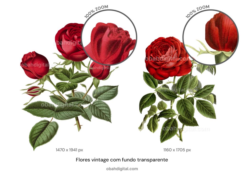 Rosas Vermelhas com fundo transparente