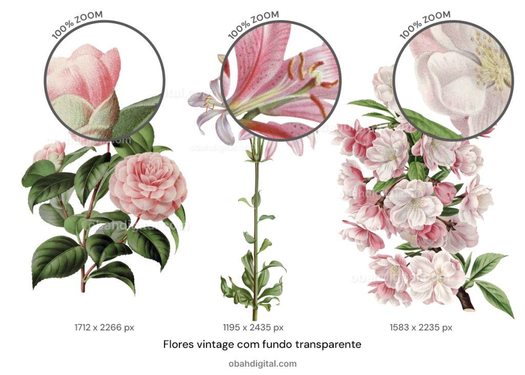 Flores com fundo transparente