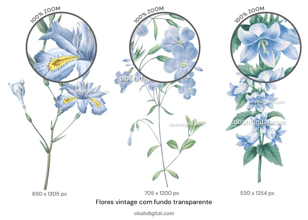 Flor Azul Vintage com fundo transparente PNG