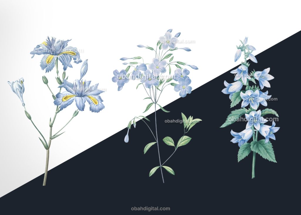 Flor Azul Vintage com fundo transparente PNG