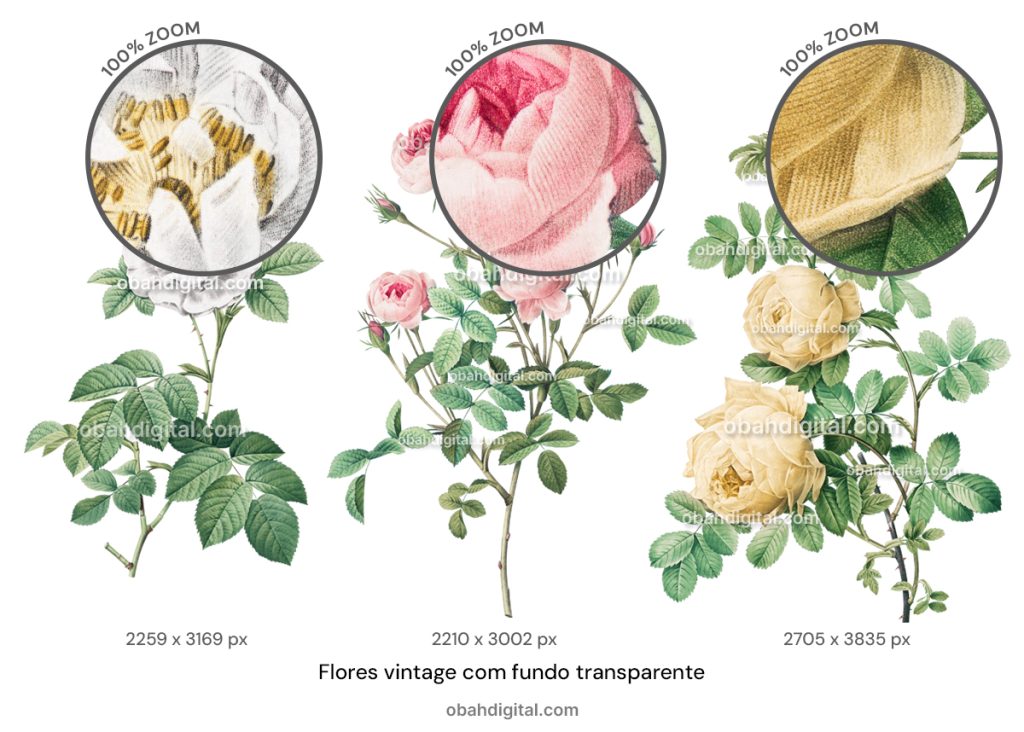 Flores Vintage com fundo transparente